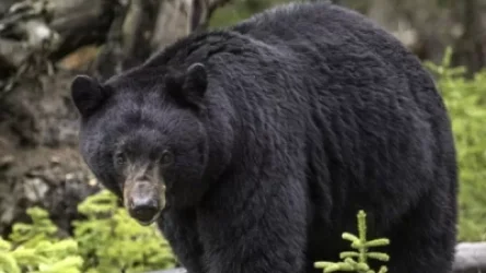 Ամերիկուհին հարվածել է արջի քթին և կարողացել է փրկվել