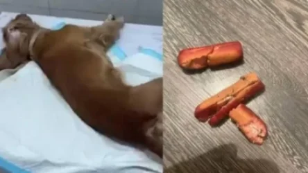 Շները թունավորվում են ու տանջվելով սատկում. ի՞նչ է կատարվում Նոր Նորքի թաղապետարանի հարակից այգում