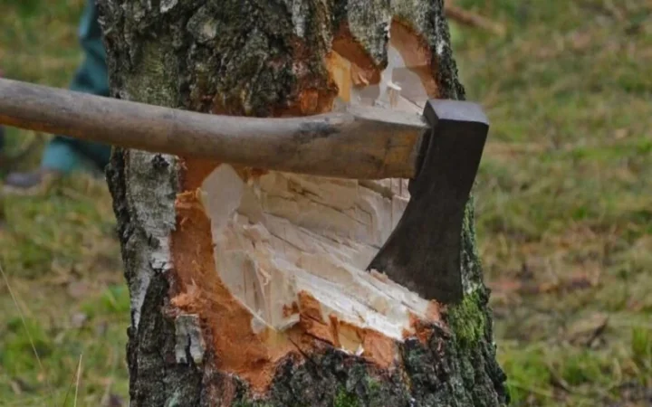 Առնվազն մինչև փետրվար Երևանում ծառահատումներ չեն կատարվի. մանրամասներ