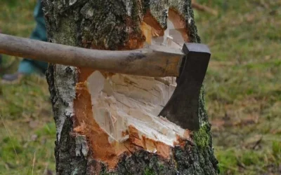 Առնվազն մինչև փետրվար Երևանում ծառահատումներ չեն կատարվի. մանրամասներ