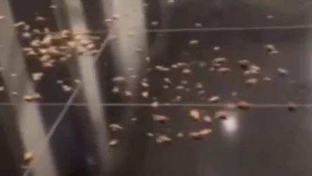 ՏԵՍԱՆՅՈՒԹ. ԱՄՆ-ում պաղեստինամետ ցուցարարները որդեր և թրթուրներ են լցրել Նեթանյահուի պատվիրակության սեղանների վրա