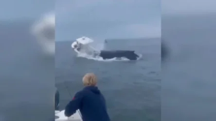 ՏԵՍԱՆՅՈՒԹ. ԱՄՆ-ում կետը ծովում շրջել է նավը, որի մեջ մարդ է եղել