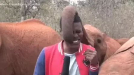 ՏԵՍԱՆՅՈՒԹ․ Զվարճալի փղիկը խանգարել է լրագրողին և դարձել համացանցի աստղ