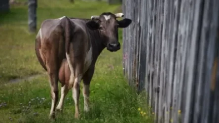 Չինաստանում կչիպավորեն կովերին
