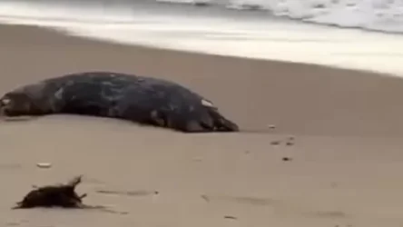 ՏԵՍԱՆՅՈՒԹ. Կասպից ծովի ափին հայտնաբերվել են 700 սատկած փոկերի մարմիններ