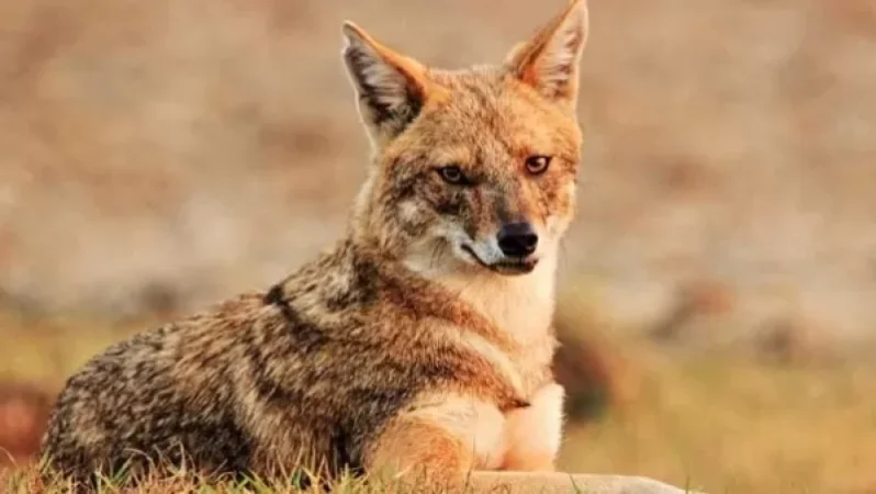 Արցախում 3 բնակչի շնագայլ է կծել