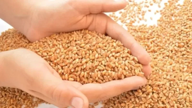 Կարգելվի Հայաստանից հացահատիկի և արևածաղկի ձեթի արտահանումը