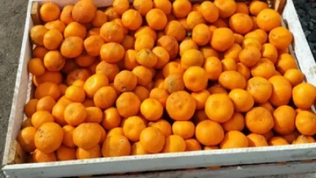 Մանդարինի անվան տակ Հայաստան հագուստ է ներմուծվել