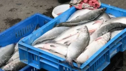 Սատկած ձկները շուկայում կհայտնվե՞ն. Աթոյանն ահազանգում է․ Sputnik