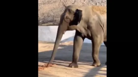 ՏԵՍԱՆՅՈՒԹ․ Այսօր Երևանի կենդանաբանական այգում ապրող փղի ծննդյան օրն է