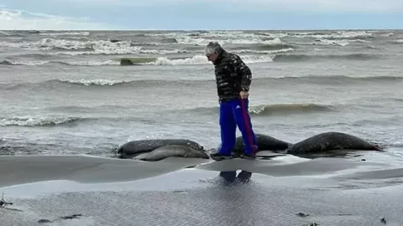 Կասպից ծովի ադրբեջանական հատվածում զանգվածայնորեն սատկում են փոկերը