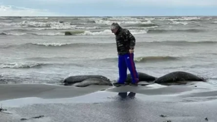 Կասպից ծովի ադրբեջանական հատվածում զանգվածայնորեն սատկում են փոկերը