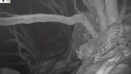 ՏԵՍԱՆՅՈՒԹ․ Ֆոտոթակարդը Խոսրովի անտառում կրկին «որսացել է» Նեոյին