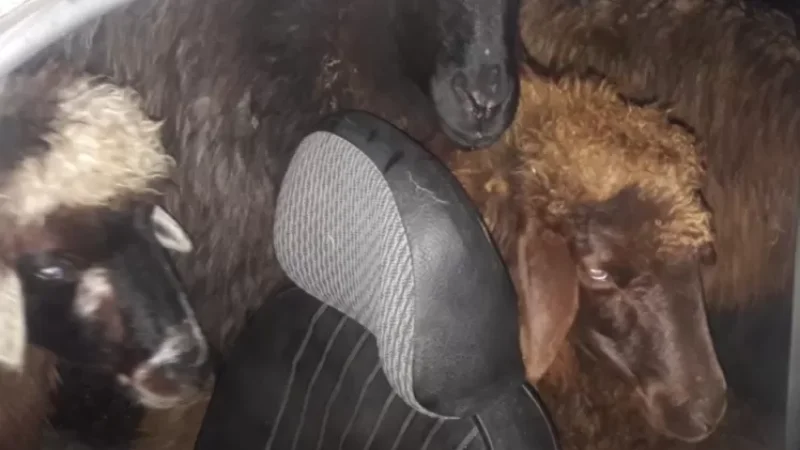 Շիրակցին գողացել է համագյուղացու գառները և տվել պարտքի դիմաց ուրիշին