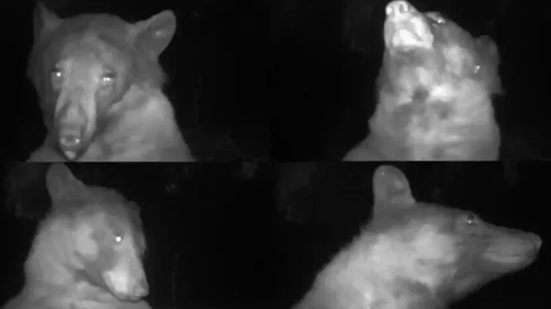 Արջը 400 սելֆի է արել ու դարձել համացանցի աստղ