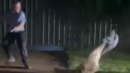 ՏԵՍԱՆՅՈՒԹ․ Ոստիկանը փորձել է կոկորդիլոսի «հարցերը լուծել»՝ նրա վրա սրբիչ գցելով