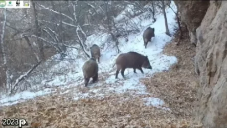 ՏԵՍԱՆՅՈՒԹ․ Վարազների ձմեռային զբոսանքը Խոսրովի արգելոցում