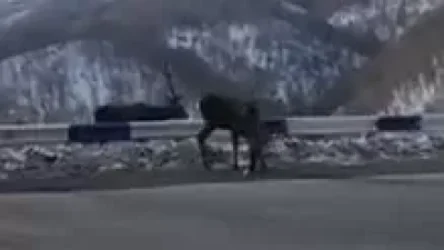 ՏԵՍԱՆՅՈՒԹ. Կենդանիները կարող են հայտնվել ճանապարհի վտանգավոր հատվածում, երթևեկելիս զգոն եղեք. հայտարարություն