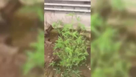 ՏԵՍԱՆՅՈՒԹ. Մխչյան գյուղի 64-ամյա բնակիչը կալանավորվել է թմրանյութեր աճեցնելու և իրացնելու համար