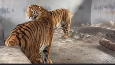 ՏԵՍԱՆՅՈՒԹ․ Կենդանաբանական այգում կարծես ձևավորվում է նոր ընտանիք