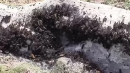 ՏԵՍԱՆՅՈՒԹ. Թուրքիայում սկսվել է միջատների զարմանալի «ներխուժում»