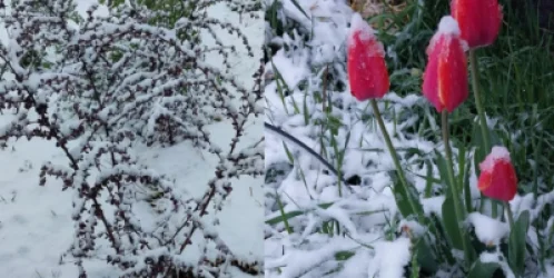 ԼՈՒՍԱՆԿԱՐՆԵՐ․ Աշոցք․ Բավրայում ձյուն է եկել: