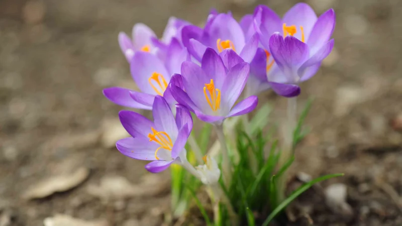 Ինչ եղանակ է սպասվում մարտի 8-ին