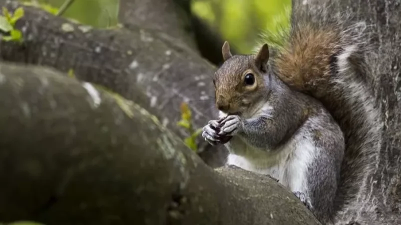 Կենդանիների բրիտանացի պաշտպանները ռեստորաններին առաջարկել են մատուցել մոխրագույն սկյուռի մսով ուտեստներ