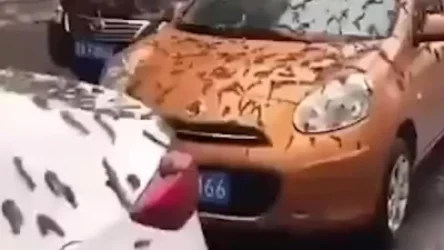 ՏԵՍԱՆՅՈՒԹ․ «Որդերից անձրև» է տեղացել․ Չինաստան