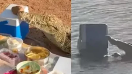 ՏԵՍԱՆՅՈՒԹ. Կոկորդիլոսը մոտեցել է պիկնիկի սեղանին, վերցրել խմիչքով լի սառցախցիկն ու հեռացել