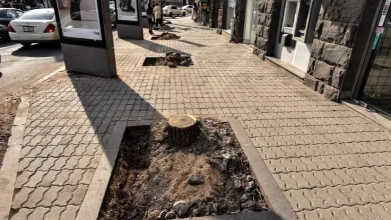 Photos: No Written Document Received from City Hall, Tree Felling Protocol Surprises Experts