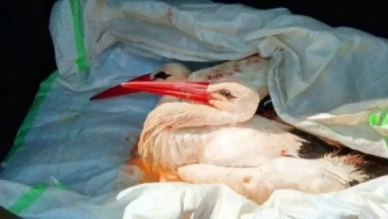 Արարատի մարզում կրակել են 2 արագիլի վրա. ոստիկանությունը պարզում է հանգամանքները