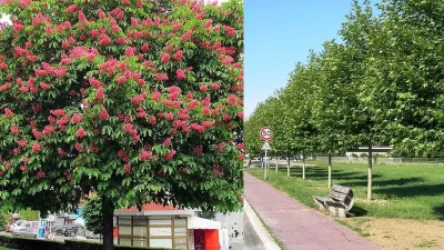 Ինչ ծառատեսակներով կփոխարինվեն Քանաքեռ–Զեյթունում հատված ծառերը