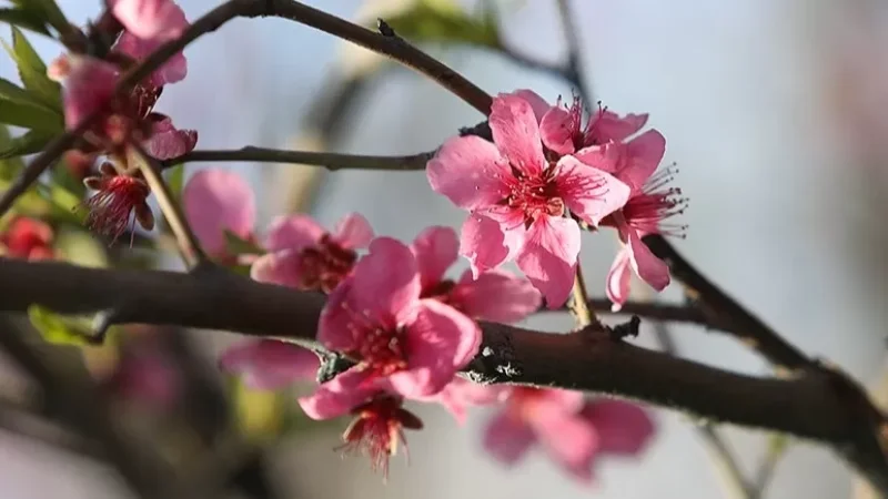 Զգուշացում. սպասվում է ամենացածր ջերմաստիճանը