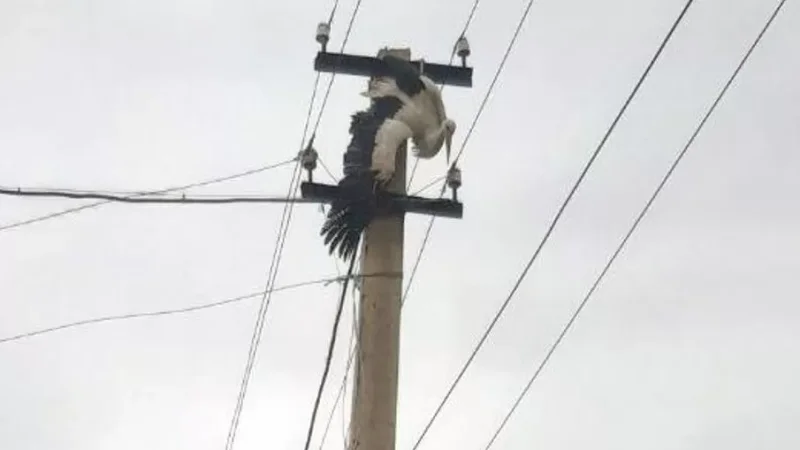 Փրկարարներն արագիլին դուրս են բերել էլեկտրական լարերի արանքից