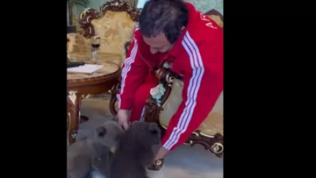 ՏԵՍԱՆՅՈՒԹ․ Ինչպես է Ծառուկյանը խաղում արջի քոթոթների հետ