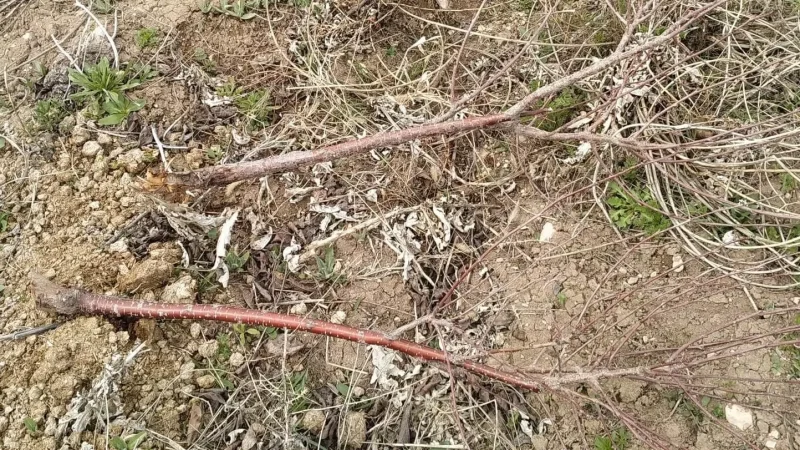 Անհայտ անձինք լրագրողին պատկանող 714 ծառ են ոչնչացրել