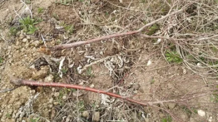 Անհայտ անձինք լրագրողին պատկանող 714 ծառ են ոչնչացրել