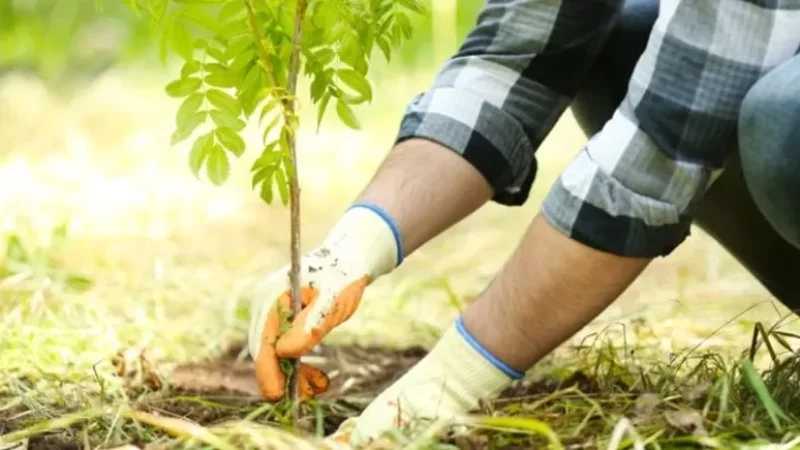 Երևանի քաղաքապետարանը հրավիրում է «Եռաբլուր»՝ ծառատունկի