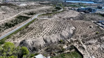 ՏԵՍԱՆՅՈՒԹ. Երևանում շուրջ 6000 ծառ կտնկվի