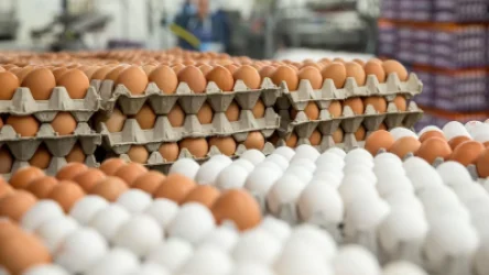 20-25 օրվա ձուն վաճառվում է որպես 3-6 օրվա. լաբորատոր փորձաքննության արդյունքները․ «Հետք»