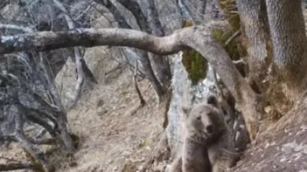 ՏԵՍԱՆՅՈՒԹ. Խոսրովի արգելոցում ֆոտոթակարդները կրկին գորշ արջ են ֆիքսել