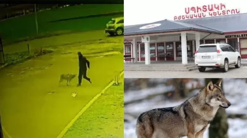 Գայլը Սպիտակի գազալցակայանում հարձակվել է քաղաքացու վրա և գոտկային շրջանում կծել