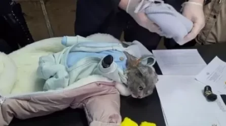 ՏԵՍԱՆՅՈՒԹ. Թմրավաճառ կինը կատվին բարուրել է, որպեսզի թաքցնի թմրանյութը իրավապահներից. ՌԴ