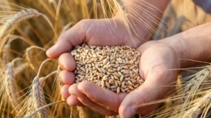 Հունգարիան ևս արգելք է սահմանում ուկրաինական հացահատիկի ներմուծման վրա