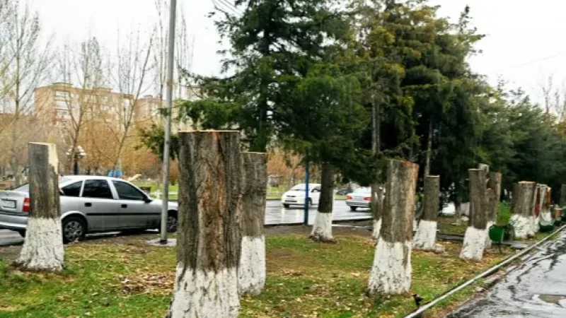 Photos: The Decision on the Necessity of Tree Cutting Adopted by the Mayor of Yerevan - Kristina Vardanyan