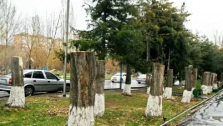 ԼՈՒՍԱՆԿԱՐՆԵՐ․ Ծառահատման անհրաժեշտության մասին որոշումը ընդունել է Երևանի քաղաքապետը․ Քրիստինա Վարդանյան