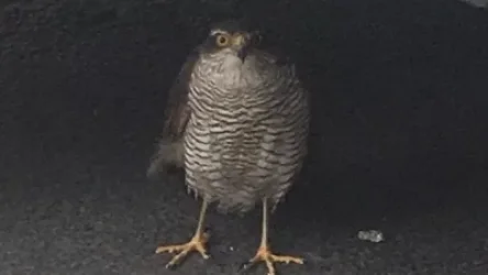 Փրկարարներն օգնության են հասել վիրավոր թռչունին