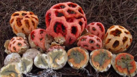 Սոչիում թունավոր սնկերի զանգվածային աճ է գրանցվել