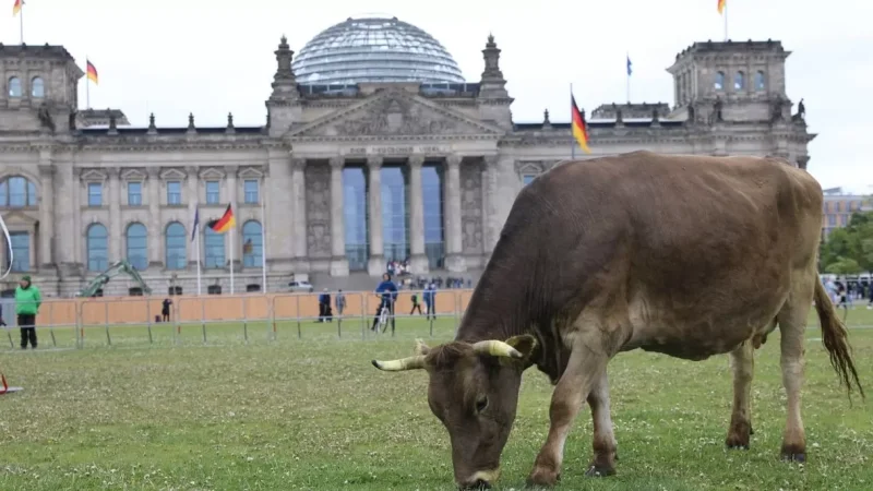 Photos: Cows Grazing in Front of the Bundestag in Germany